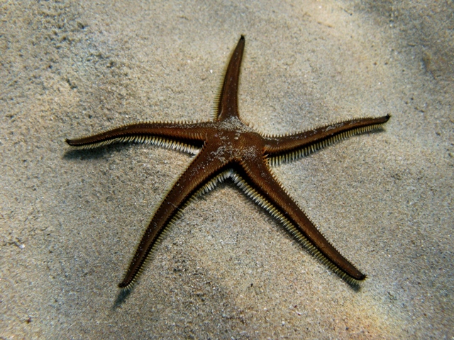 Astropecten bispinosus (Otto, 1823)